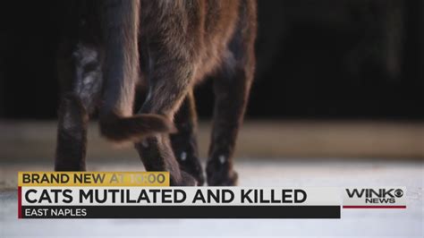 Cats Found Mutilated And Cut In Half Wink News