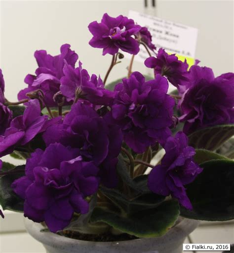 Продолжение обзора из Дома Фиалки | Fialki.ru