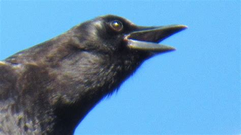 Crow Screams At Pigeon Angry Crow Sounds Youtube