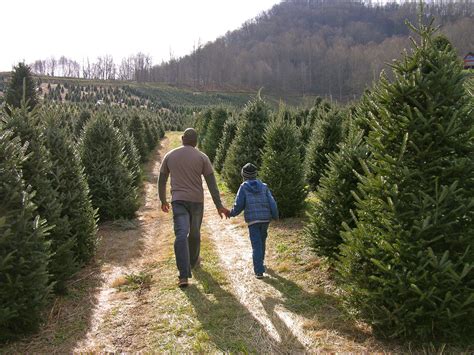 Christmas Tree Farms Buy Haywood