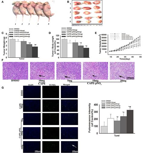 Antitumor Activity Of Cape Pno2 In Xenograft Tumors Xenograft Mice