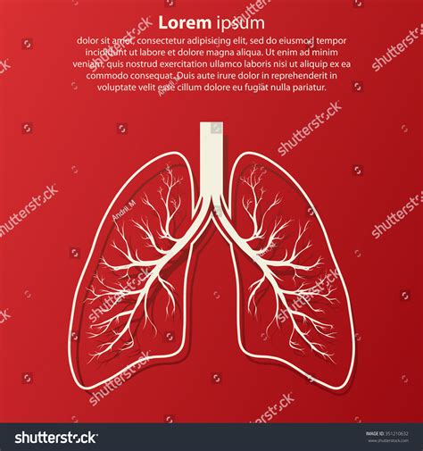 Human Lung Anatomy Illustration Sample Text Stock Vector Royalty Free