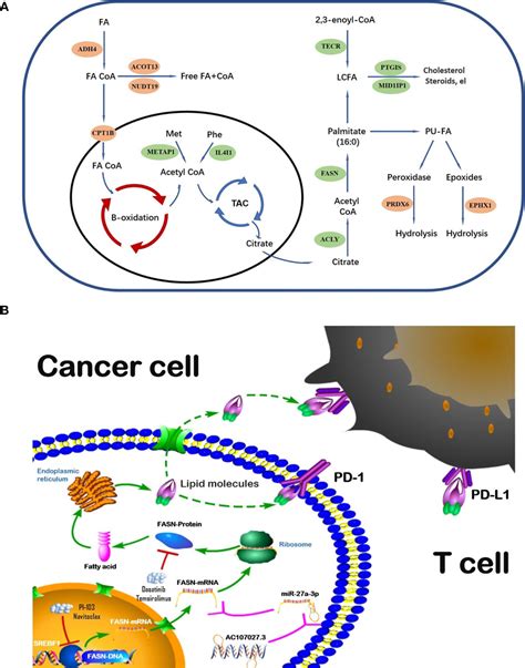 Frontiers Fatty Acid Synthase Is The Key Regulator Of Fatty Acid