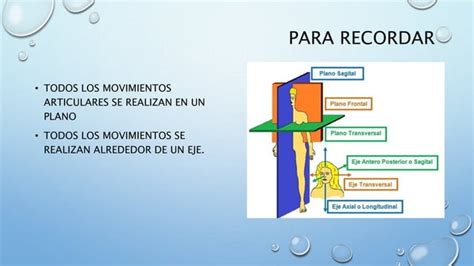 Fundamentos de la biomecánica articular PPT