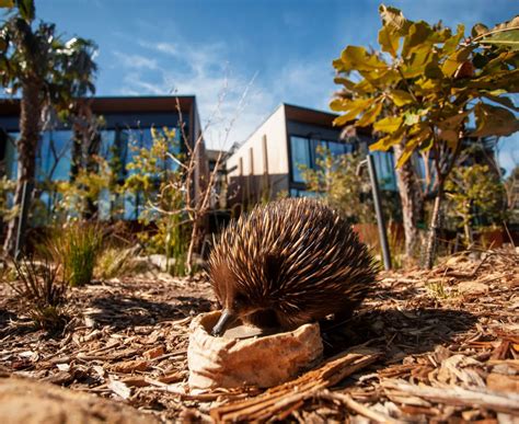 How To Get To Taronga Zoo Using Sydney Public Transport Taronga
