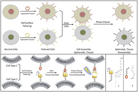 Schematic Describing The Molecular Level Control Of Tissue Assembly And