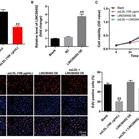 LINC00452 Overexpression Reverses OxLDL Induced Growth Inhibition Of