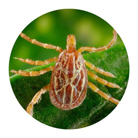 Spider Insect Pest Invertebrate Parasite Organism Arachnid