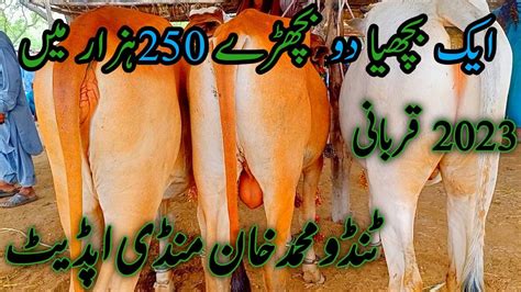 Cholistani Ablaq Bachron Ki Lot Ka Soda Qurbani Tando Muhammad