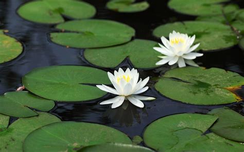 Conserving British Pond Plants Diapteron Shop