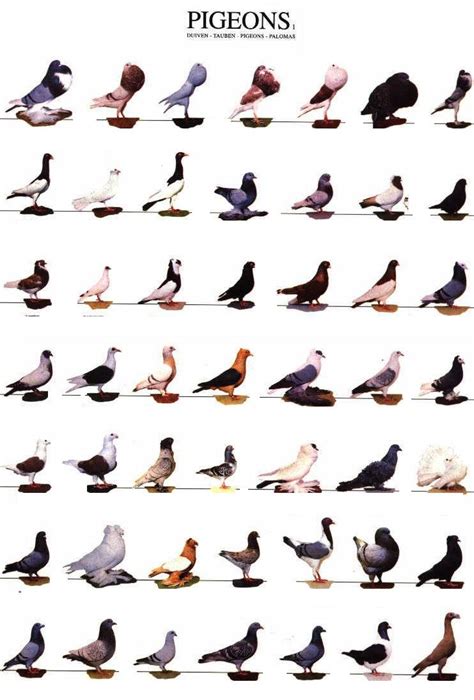 The Pigeon King Csinvesting