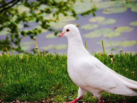 Symbol of peace, dove stock image. Image of wing, symbol - 246541497