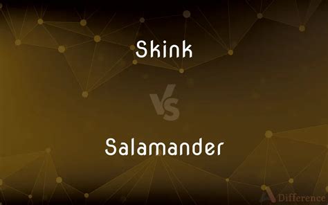 Skink Vs Salamander — Whats The Difference