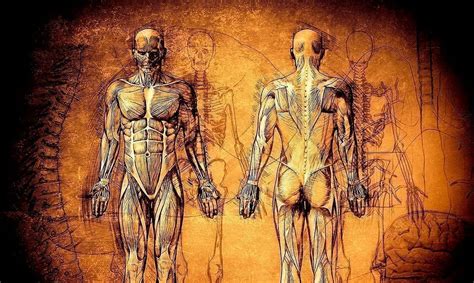 Обои На Рабочий Стол Анатомия - 69 фото