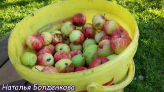 Сидр. Apple wine. - YouTube