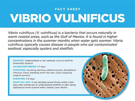 Vibrio Vulnificus Fact Sheet - Sani Professional.