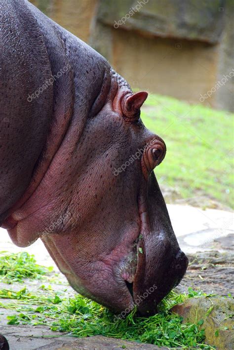 El Hipopótamo Hippopotamus Amphibius O Hipopótamo Del Griego