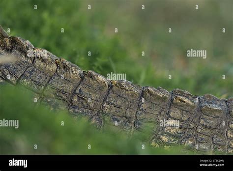 alligator tail   lawn stock photo alamy