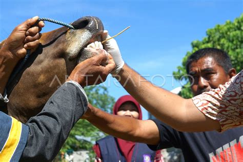 PEMERIKSAAN KESEHATAN SAPI KURBAN ANTARA Foto