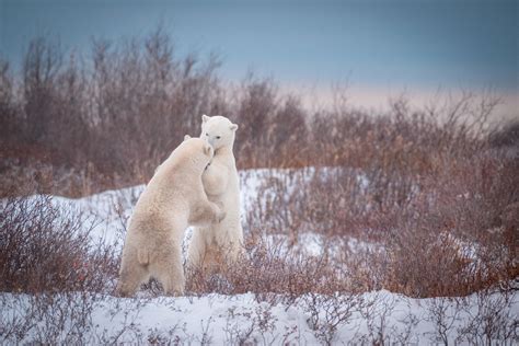 Oct~Nov Bear season Tours