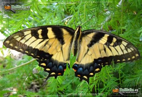 Eastern Tiger Swallowtail