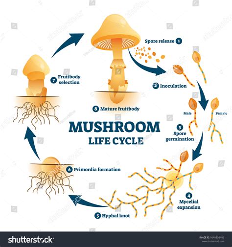 Mycologists Explain The Lifecycle Of A Fruiting Body Mushroom - RYZE Superfoods