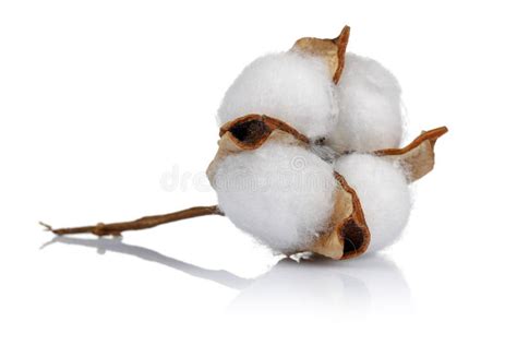 Cotton Plant And Green Cotton Boll With Leaf Isolated Stock Image Image Of Organic Natural