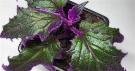 Gynura aurantiaca | Aukce rostlin