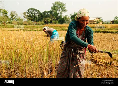 reaping  res stock photography  images alamy