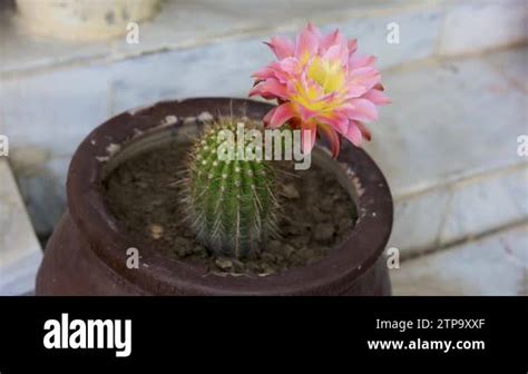 Echinopsis Trichocereus Spachiana Cactus Stock Videos Footage HD