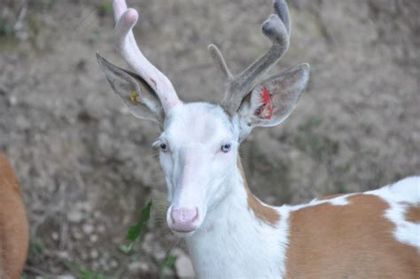 Piebald deer