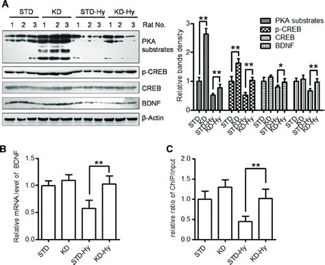 KD Treatment Promotes The PKA CREB Pathway And Increase BDNF Protein