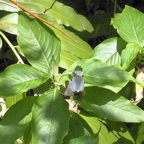 Vasaka Extract Supplier and Manufacturers | Herbal Creations