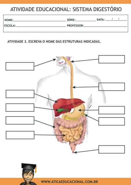 Atividade Sistema Digestorio Pdf