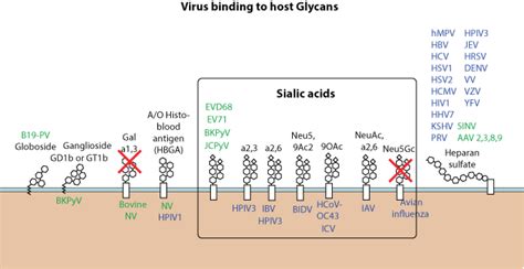 Virus Binding To Host Glycans ~ Viralzone