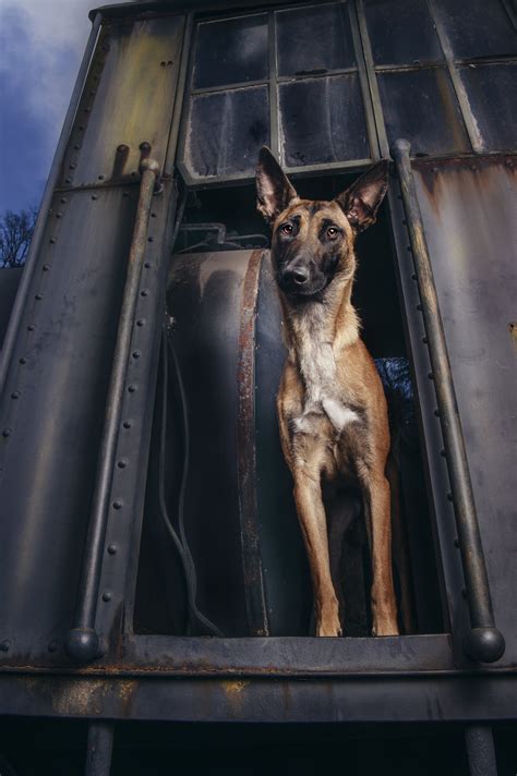 Hundeshooting Hundefotografie Kerzers Region Bern Seeland