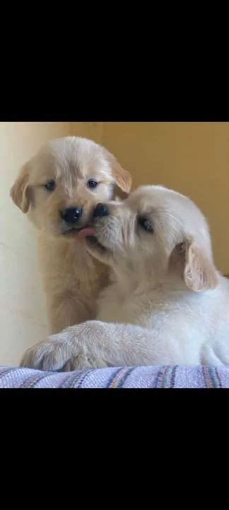 Golden Retriever Lindos Filhotes Machos Pedigree CBKC Cachorros E