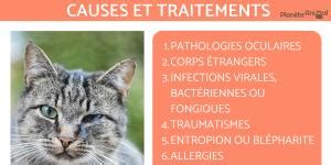 Pourquoi Mon Chat A Les Pupilles Dilat Es Causes Principales