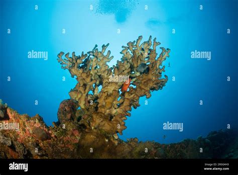 Bikini Bottom Island