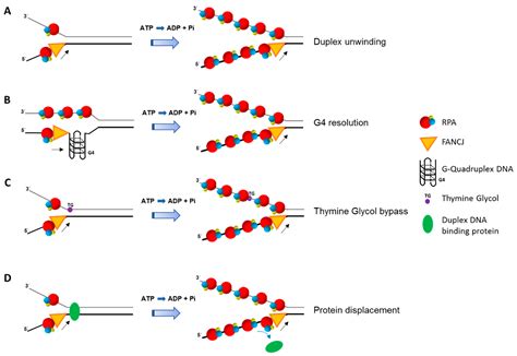 Ijms Free Full Text Interactive Roles Of Dna Helicases And Translocases With The Single