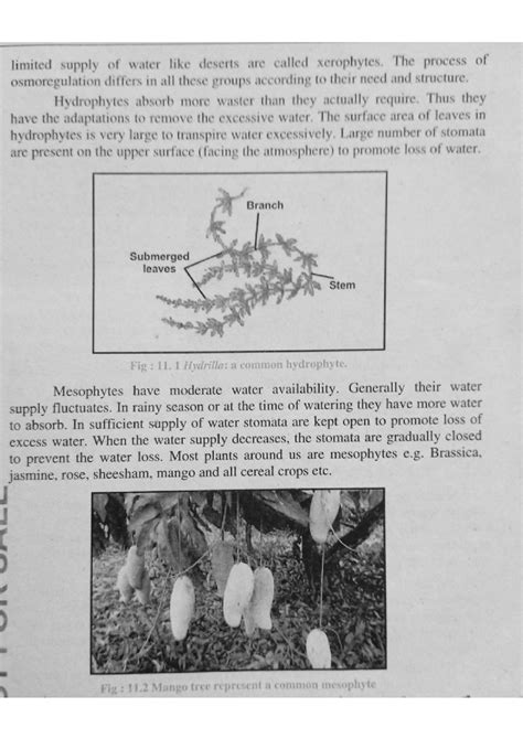 SOLUTION: 10th Biology Chapter,11 Homeostasis - Studypool