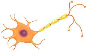 Diagram Of Neurons And Synapses Quizlet