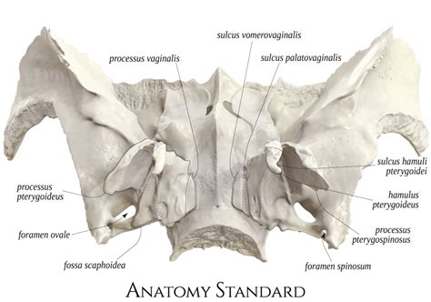 Sphenoid Bone