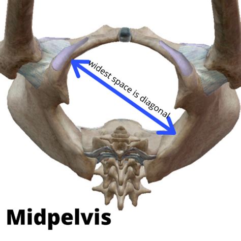 Pelvis Biomechanics During Pregnancy And Labor Mamastefit