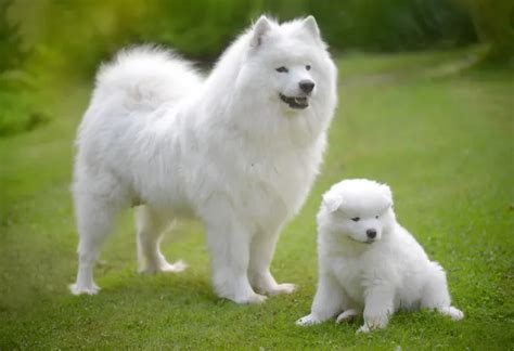 samoyed dog breed information pictures characteristics facts dogtime