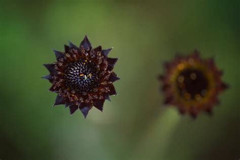 Plant Profiles Florida Wildflower Foundation