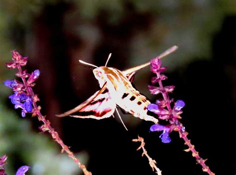 Daily Postcard Hummingbird Moth Gathering Nectar
