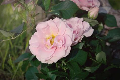 Gratis Billede Vild Rose Blomsterknop Natur Blad Wildflower