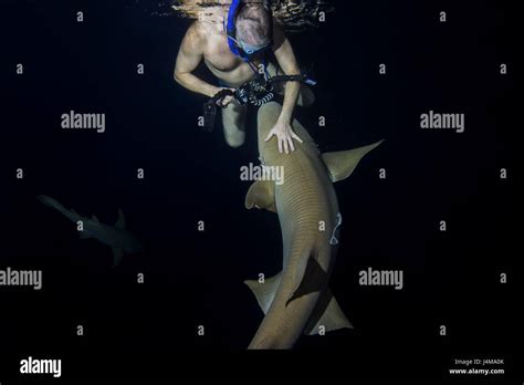 Underwater Photographer Swimming With Tawny Nurse Sharks Nebrius