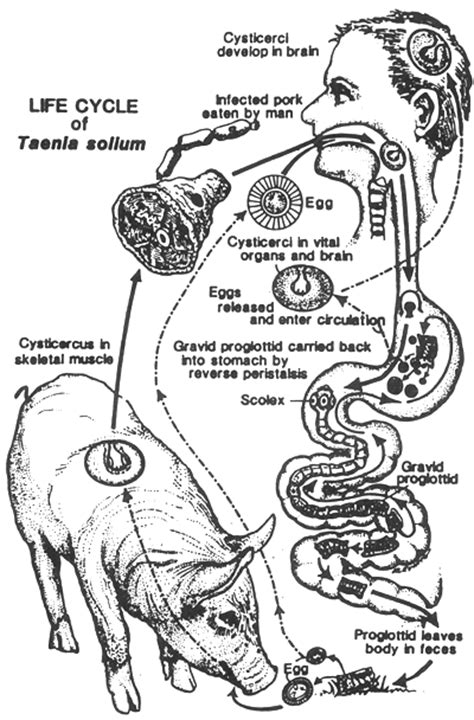 Ascaris Suum Life Cycle